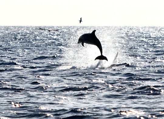 Wycieczka katamaranem Robinson wzdłuż północnego wybrzeża Majorki z obserwowaniem delfinów i transferem