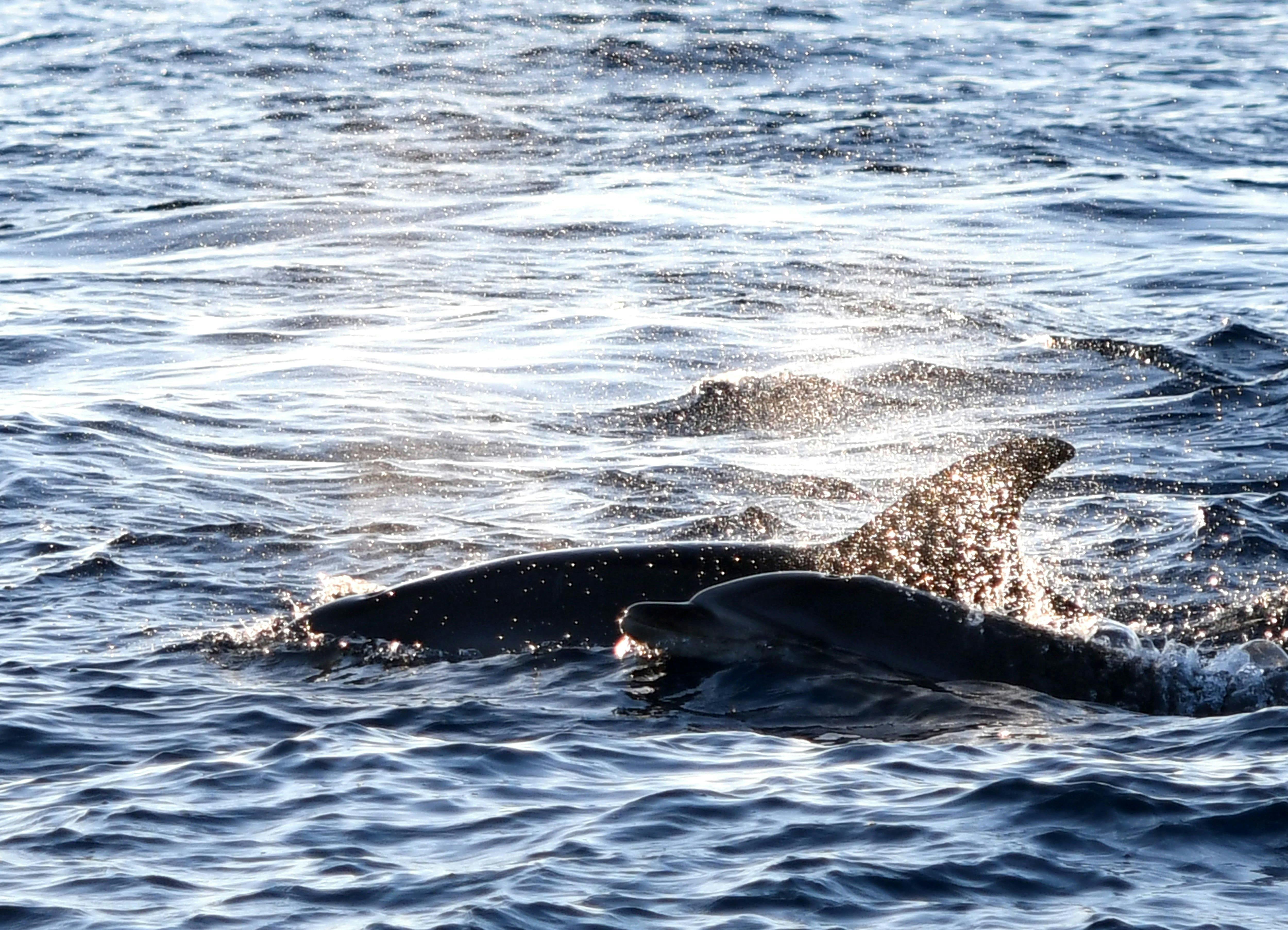 Robinson Catamaran Dolphin Watching Tour North Majorca