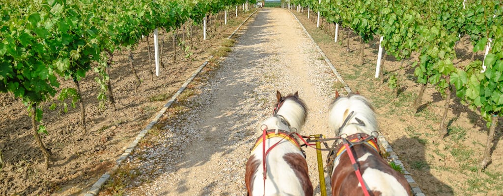 Trotting through the vineyard and wine tasting in Umbria