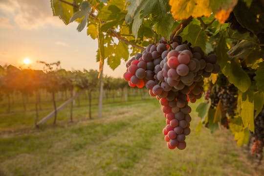 Vendemmia presso Bio Fattoria Augustali
