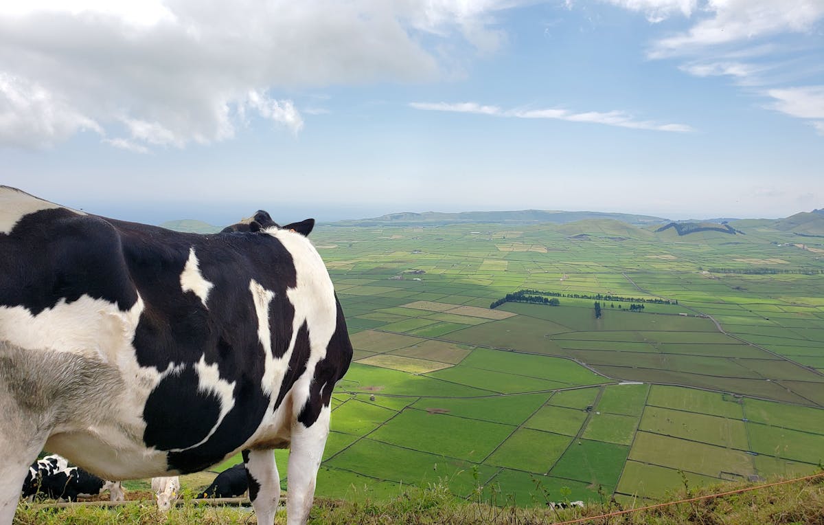 Volcanic Western Terceira Minivan Tour