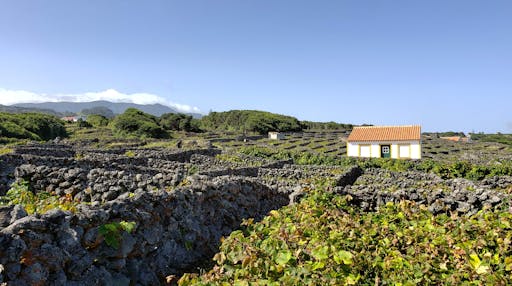 Volcanic Western Terceira Minivan Tour