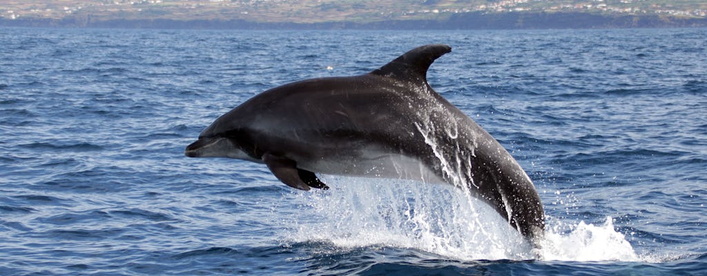Bilet na wycieczkę łodzią motorową z obserwowaniem wielorybów u wybrzeży wyspy Terceira
