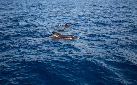1.5 hour dolphin and whale watching tour in Fuerteventura
