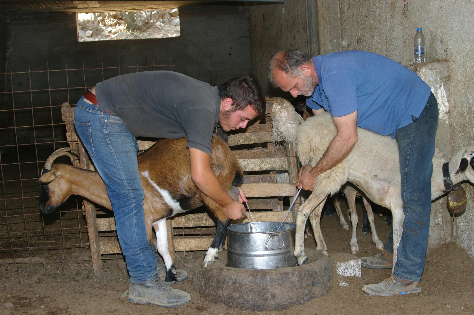 Geführte Tour durch Kretas Höhlen und Käse herstellen auf einem Bauernhof