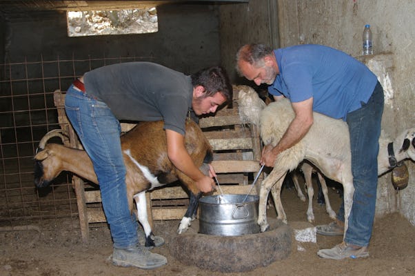 Tour guiado pelas cavernas de Creta e fabricação de queijo em uma fazenda