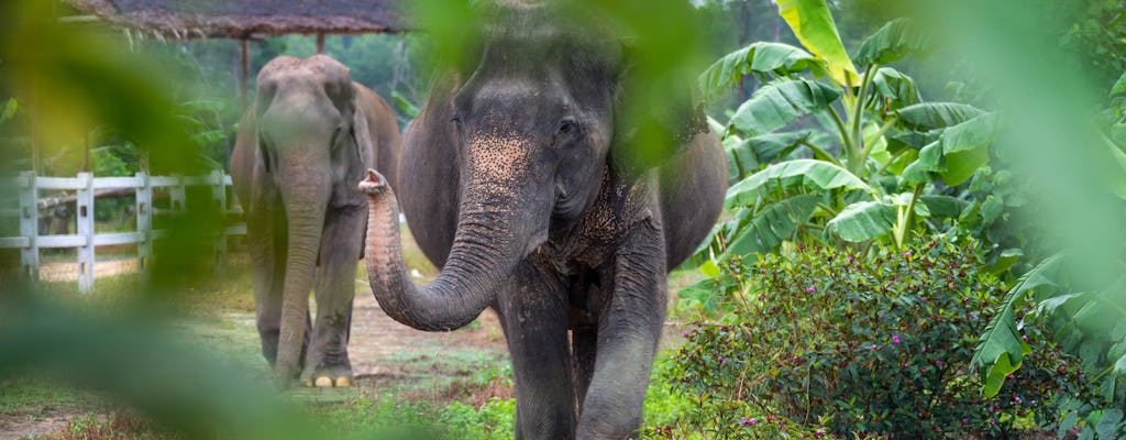 Elephant Retreat Khao Lak