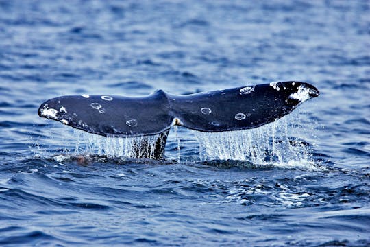Whale & Dolphin Watching Tour in Faial