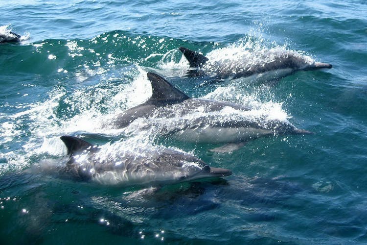 Dolphin watching and tour of 2 islands in Ria Formosa