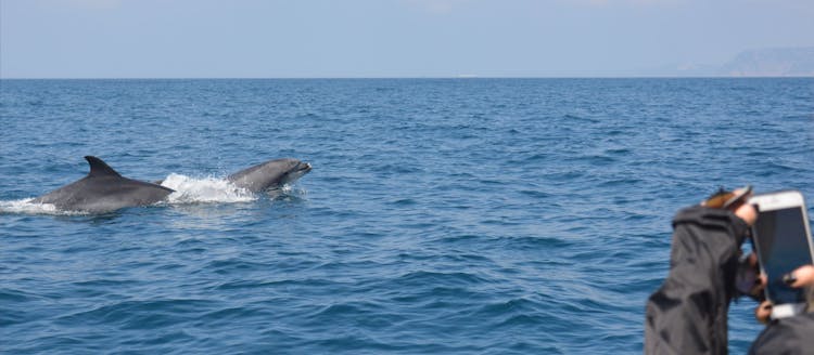 Dolphin watching and tour of 2 islands in Ria Formosa