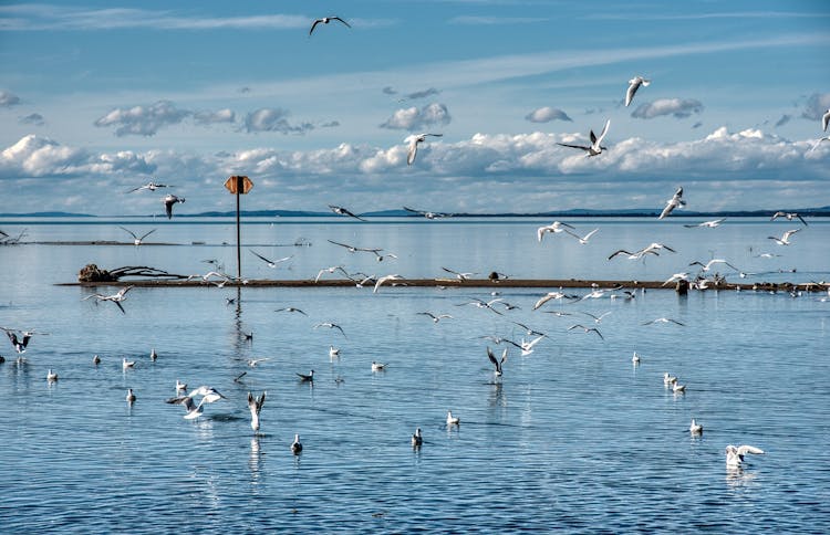 Dolphin watching and tour of 2 islands in Ria Formosa