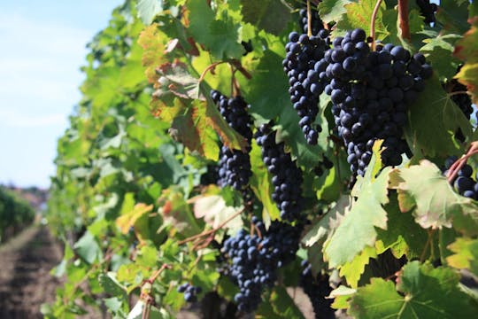 Tinos kulinarische Tour mit Weinprobe und Mittagessen