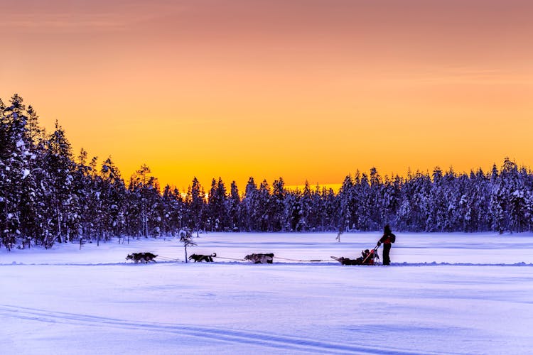 Hetta Husky Sleigh Tour