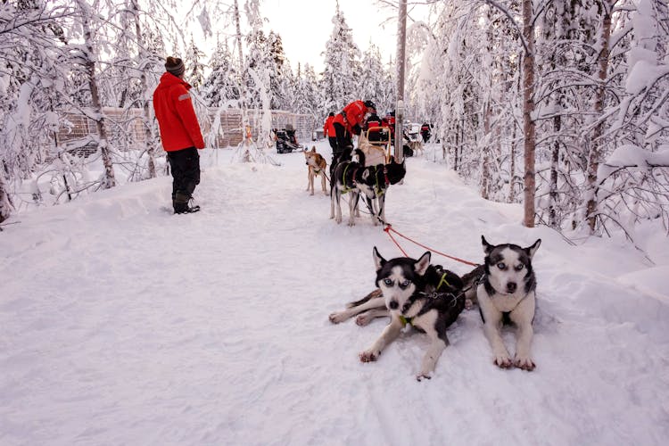 Hetta Husky Sleigh Tour