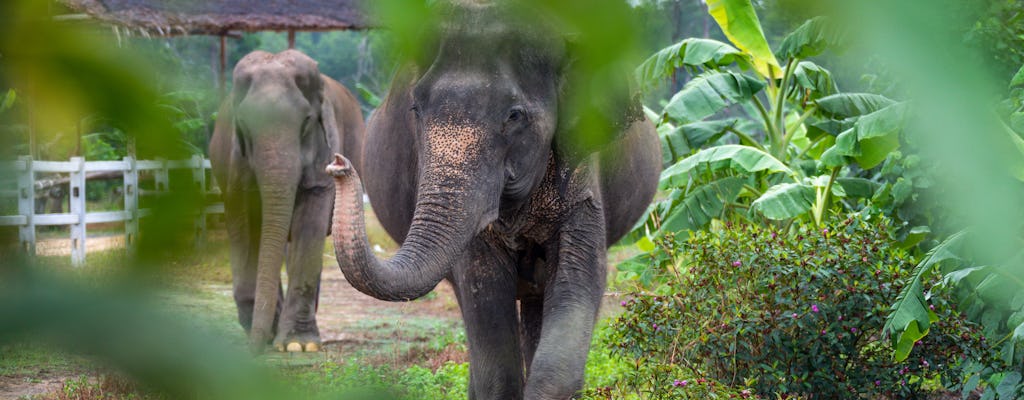 Schronisko dla słoni Khao Lak
