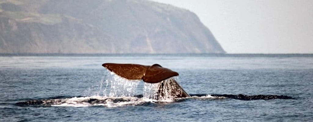 Excursion d'observation des baleines à São Miguel