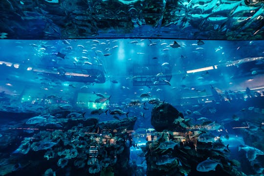 Museo marítimo y acuario con traslado