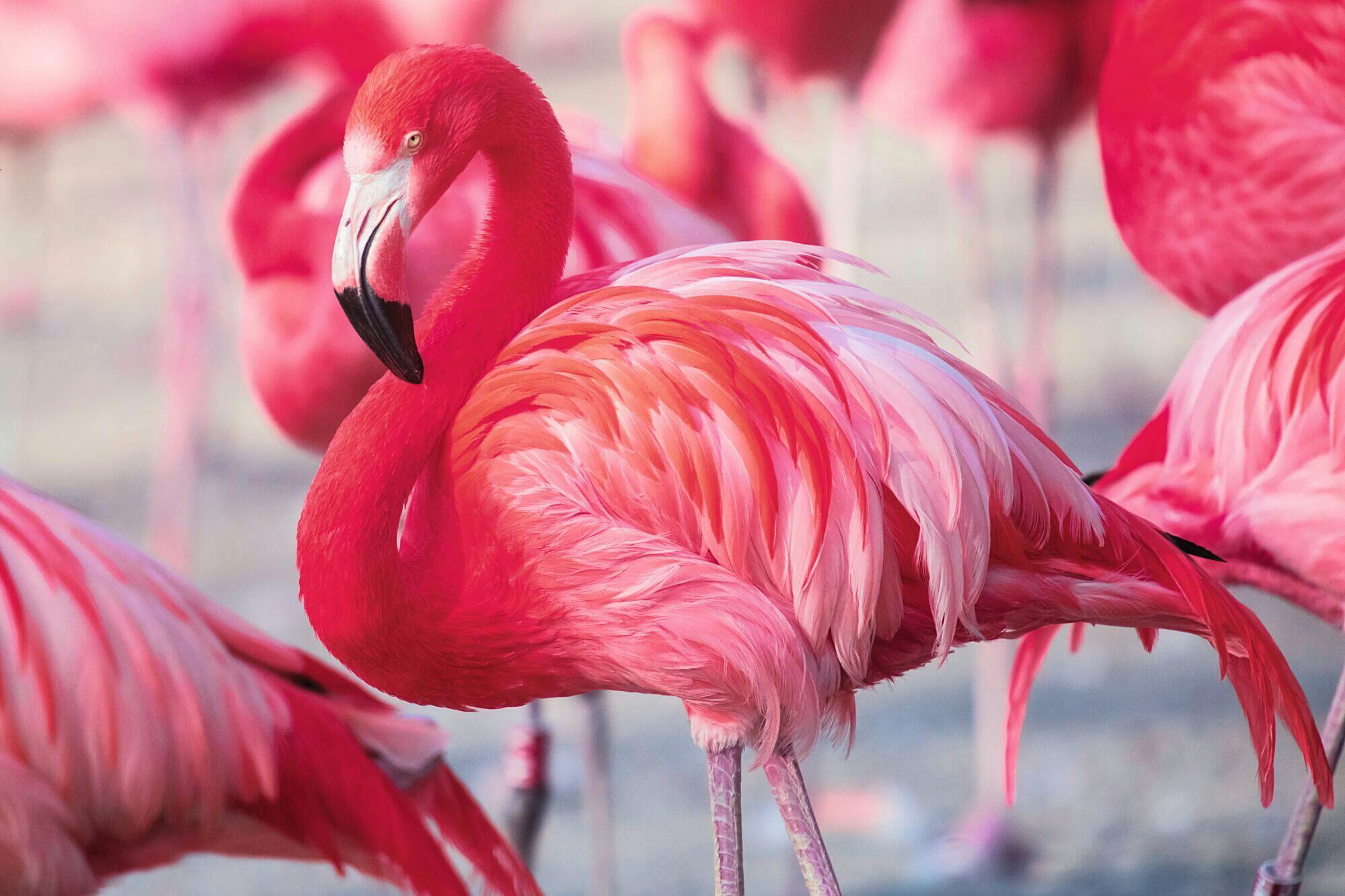 Bird Park & Malta Aquarium Tour