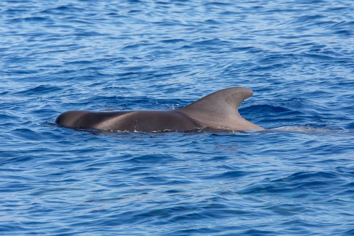 Pico Island Whale Watching Tour