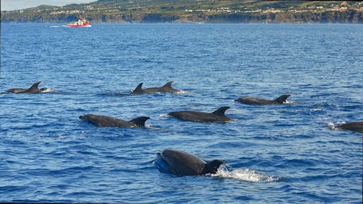 Pico Island Whale Watching Tour