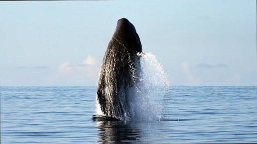 Pico Island Whale Watching Tour