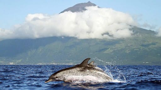 Pico Island Whale Watching Tour