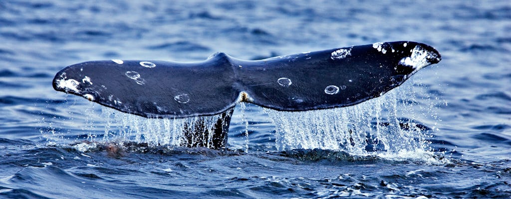 Croisière d'observation des baleines et des dauphins à Faial