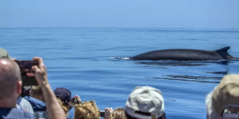 Observation des baleines et visite des îlots de São Miguel - billet