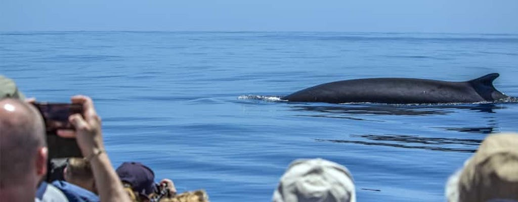Observation des baleines et visite des îlots de São Miguel - billet