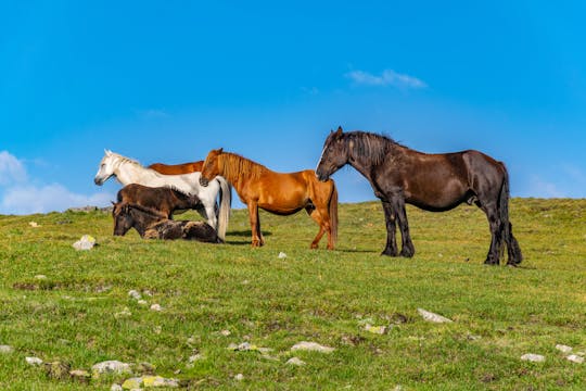 Private Balkan horse riding experience with Glozhene Monastery