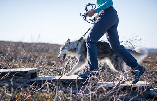 Promenez-vous dans la nature arctique avec des chiens husky