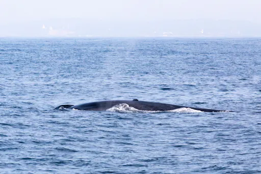 Whale & Dolphin Watching Tour in Faial
