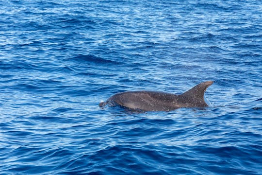 Observation des baleines au large de l'île de Pico