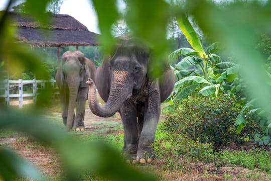 Le refuge des éléphants de Khao Lak
