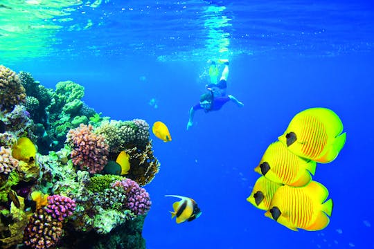 Red Sea diving experiences in Hurghada with transfer