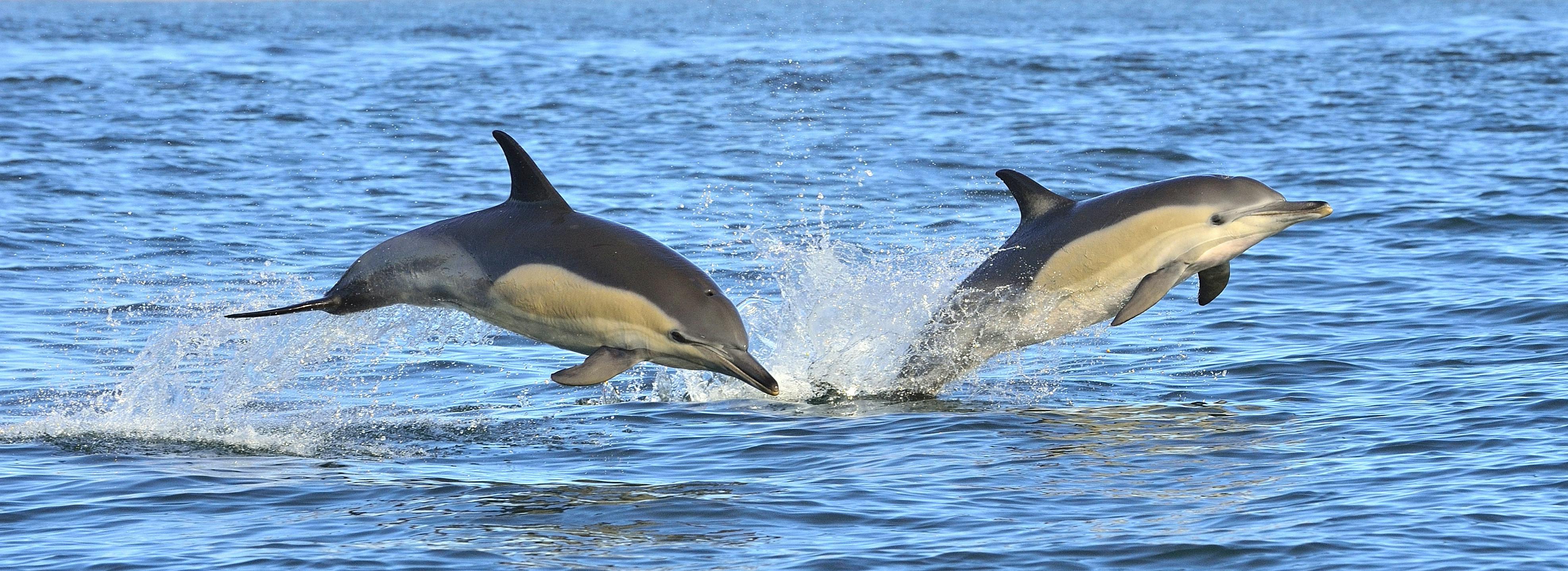 dolphin tour lagos