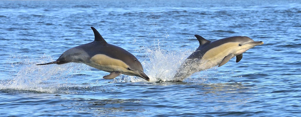 Dolphin watching tour from Lagos