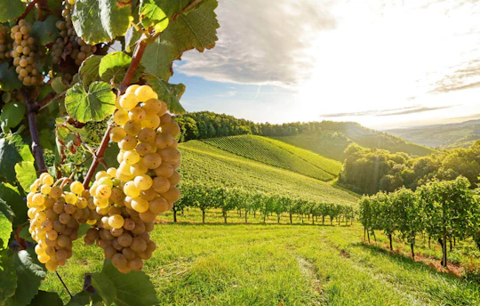 Full-day wine of Wallachia tour with lunch