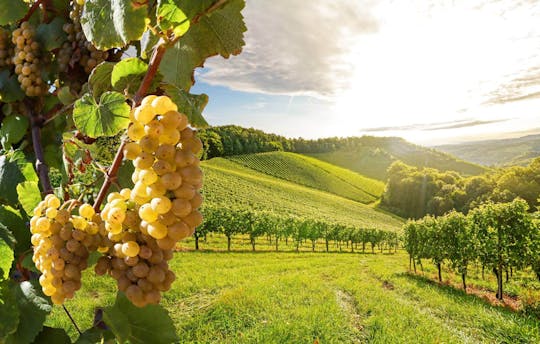 Tour di un'intera giornata del vino della Valacchia con pranzo