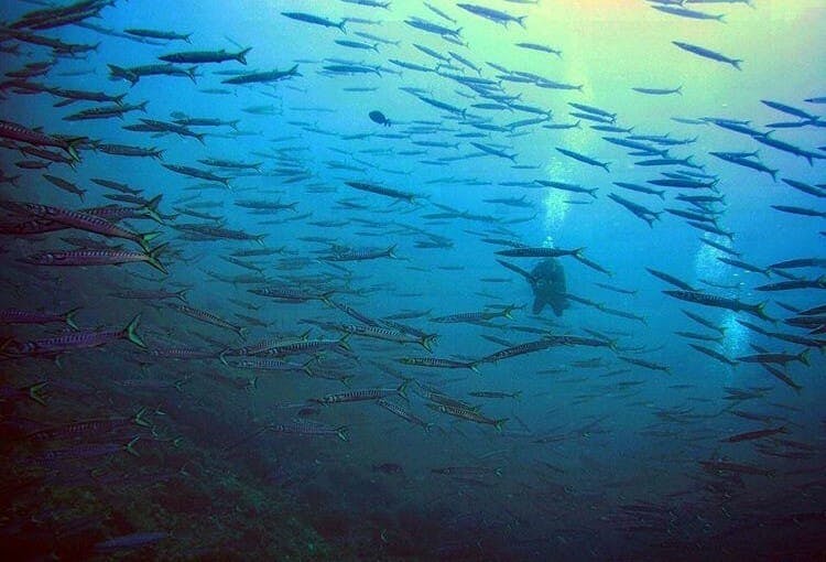 Open Water Fun Dive with Norway Dive