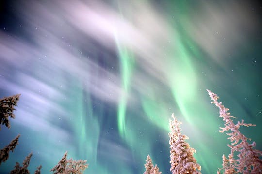 Usiądź wygodnie, zrelaksuj się i zobacz Aurorę z husky