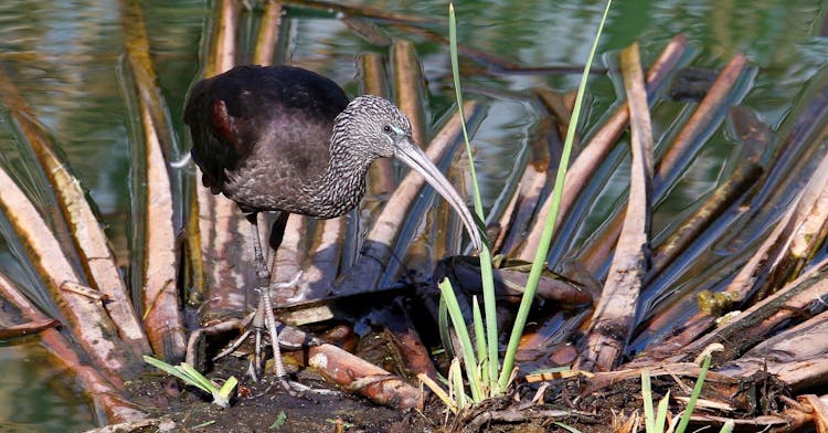 Formosa lagoon half-day birdwatching tour