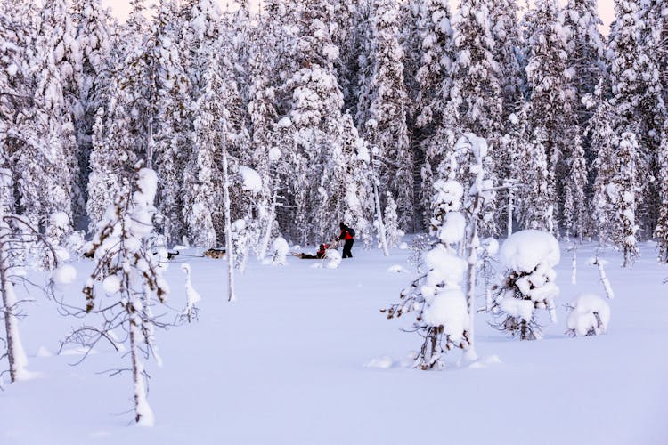 Pallas Husky Sleigh Tour