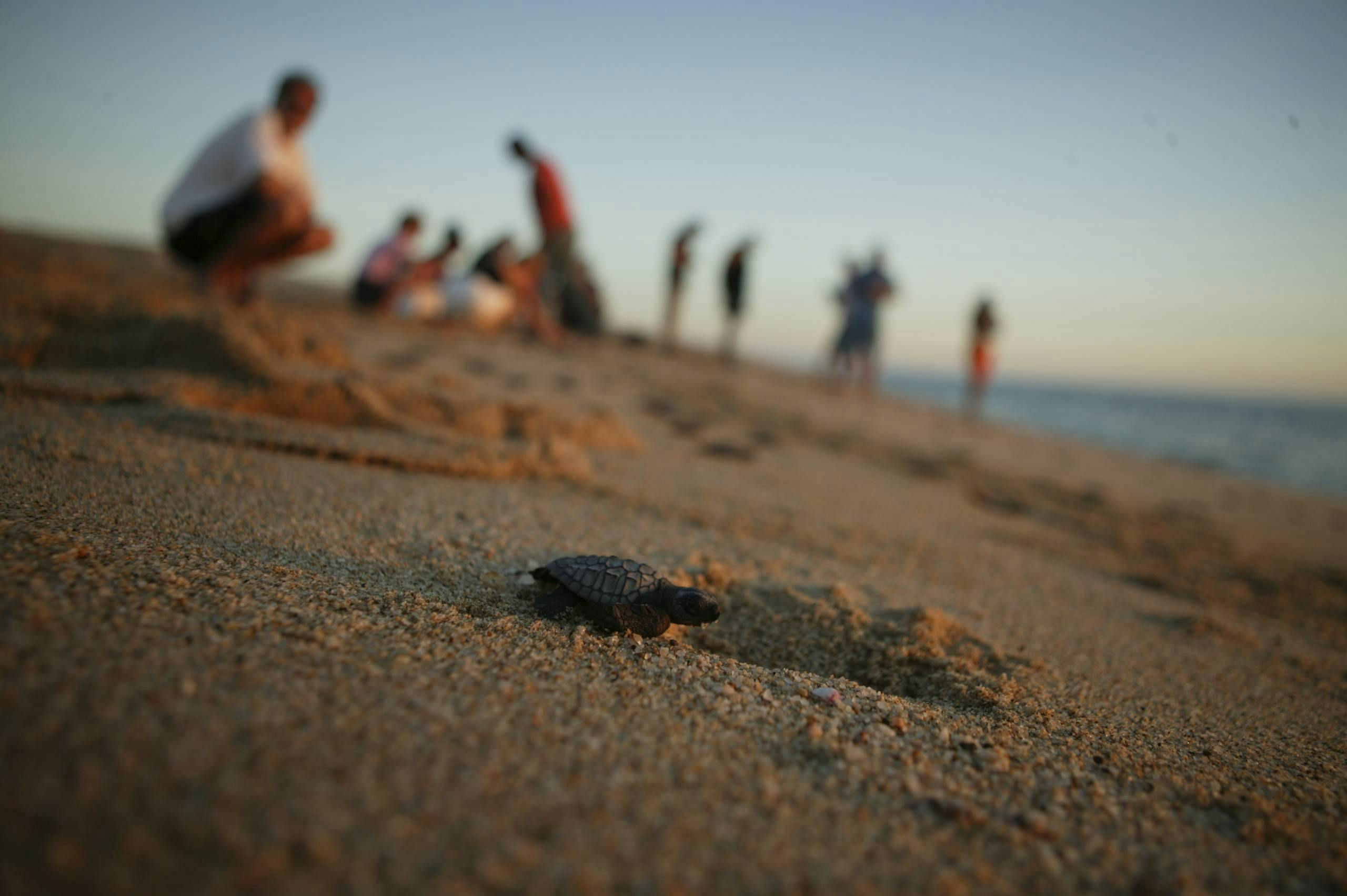 Expérience de libération de tortues à Cabo