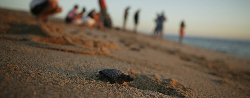 Experiência de soltura de tartaruga em Cabo