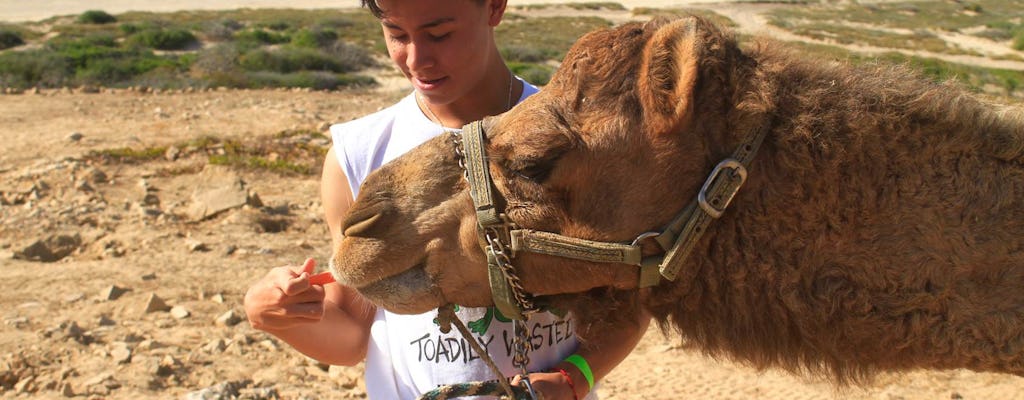 Balade à dos de chameau et rencontre à Los Cabos