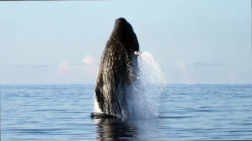 Pico Island Whale Watching Tour