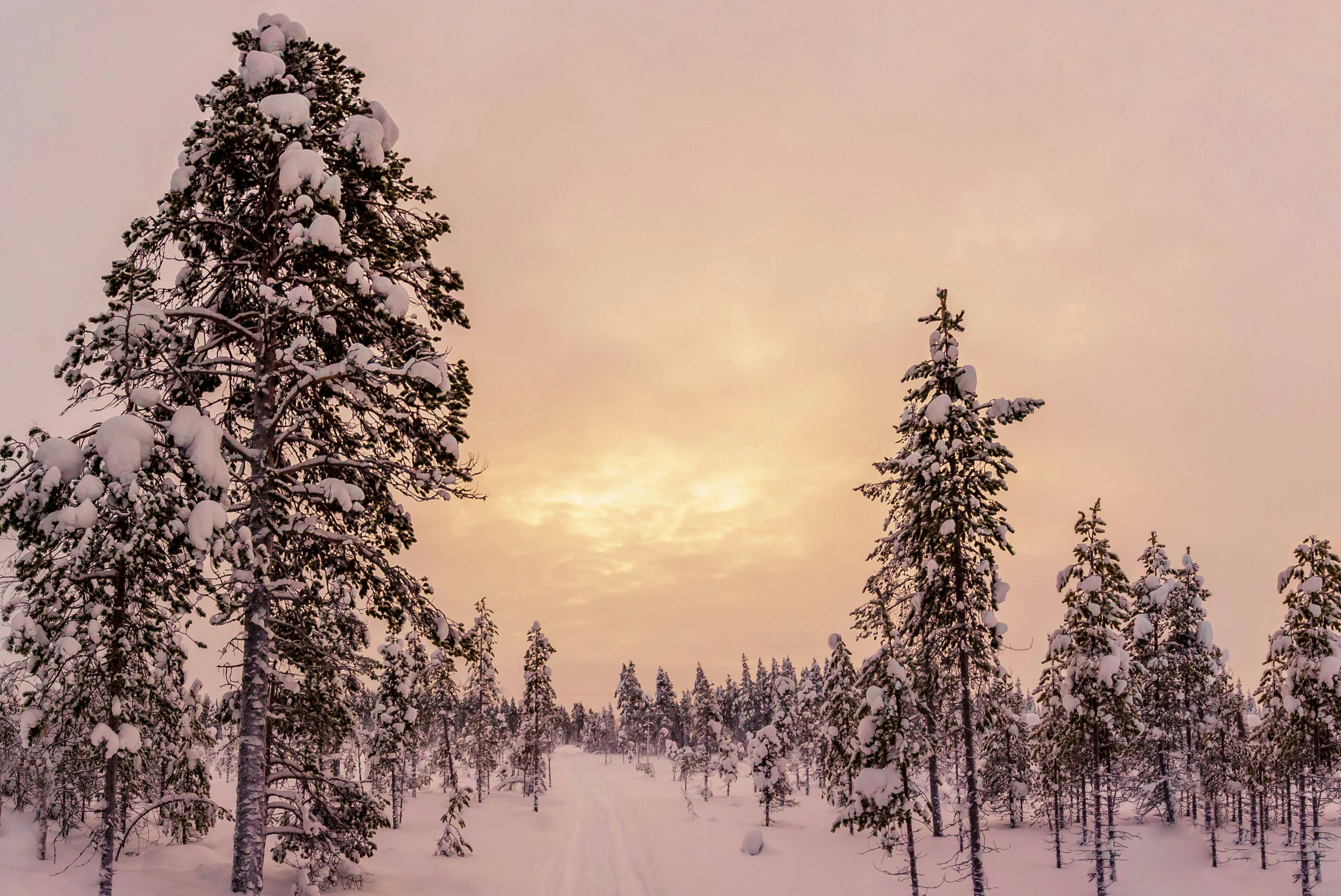 Yllas Snowmobile Day Tour