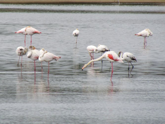 Formosa lagoon half-day birdwatching tour