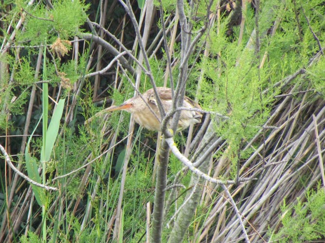 Formosa lagoon half-day birdwatching tour